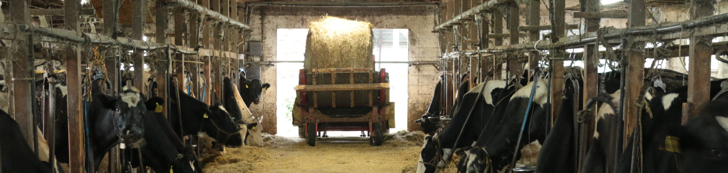 酪農ヘルパーになるまで